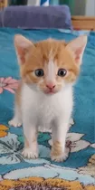 Precioso Gatito Bebé 