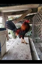 Gallos Finos