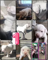 Perros Pitbull Bully