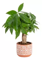 Mini Árbol Del Dinero En Maceta Terracota Ideal Para Decorar