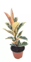 Planta Ficus Tineke O Hule 50 Cm Altura