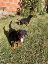 Rottweiler L I  Cachorros Exelentes 