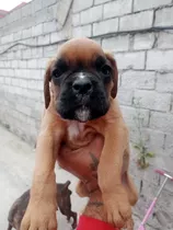 Cachorros Boxer Aleman, Ubicados Al Norte De Quito