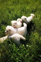  Cachorros Samoyedos 100% Puros 