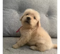 Golden Retrierver Cachorro