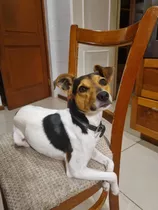 Perrito Fox Terrier 4 A Busca Novia