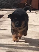 Hermosos Cachorros Ovejero Alemanes Puros!!