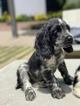 Cachorro Cocker Spaniel Inglés