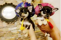 Cachorros Chihuahua Hermosa Y Pura Super Mini X 450 Machito