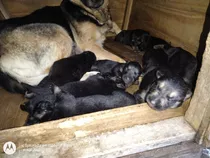 Ovejero Alemán Hermosos Cachorros