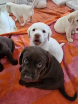 Cachorros Labrador Retriever Padres Inscritos