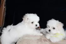 Lindos Cachorros Bichon Maltes Blancos Sanitos Con Vacunas