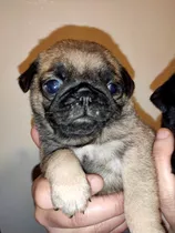 Cachorro Pug Carlinos Macho Africano Y Aprocot