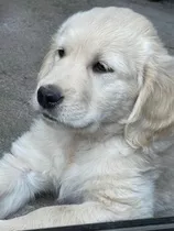 Cachorra Golden Retriever