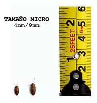 Cucarachas Dubias 70 Unidades / Tamaño Micro Hasta 1cm