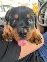 Cachorro Rottweiler 4