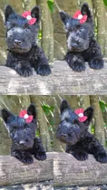 Scottish Terrier Fêmea Preta 