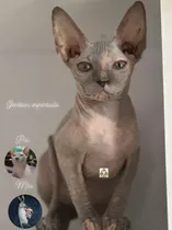 Sphynx