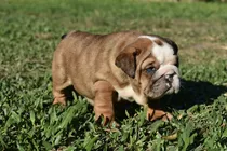 Bulldog Ingles Blue Fawn Merle 