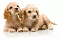 Cachorras Cocker Spaniel Ingles Disponibles Perros Cali 