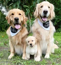 Veni A Conocer Nuestros Cachorros Golden Retriever Puros