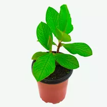 Planta De La Vida (lechero Africano) Verdadero