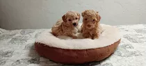 French Poodle Hermosos Cachorros