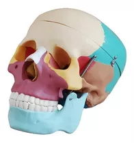 Modelo Anatómico De Cráneo Humano En Colores 