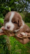 Border Collie Chocolate Bogota D.c