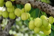 30 Sementes Fruta Amla Groselha Indiana Phyllanthus Emblica