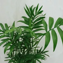  Palmera Chamaedorea En Macetero Planta Interior Ornamental