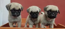 Pug Carlinos