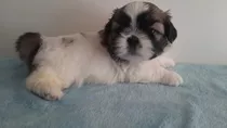 Cachorros Shihtzu/shih Tzu Inscritos Kcc Entrega Inmediata!