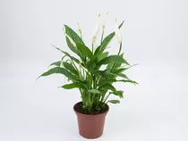 Lírio De La Paz | Spathiphyllum P15