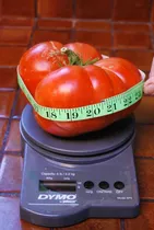 30 Semillas De Tomate Gigante Record Ginnes !!!!!!!!!!!!