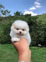 Cachorro Pomeriana Cara De Oso Hembra 