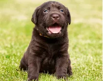 Cachorro Labrador Chocolate 03