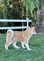 Cachorra Akita Inu Inscrita Kennel Club De Chile
