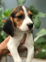 Beagle Fêmea Lindas Filhotes