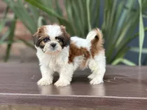 Cachorros Shihtzu Con Pedegre Vacunas Tienda De Mascot
