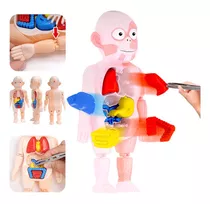 Montessori 3d Puzzle, Brinquedo De Anatomia Do Corpo Humano