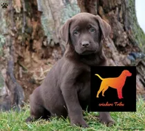 Cachorros Labrador Machitos - Linea Norteamericana