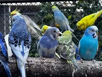 Aves De Calidad - Cotorritas Australianas.--