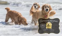Cachorros Golden Retriever Criados A Orillas Del Mar