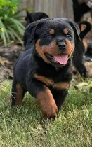 Filhotes De Rottweiler* São Paulo Envio Via Aérea