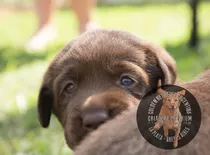 Cachorros Labrador Chocolate, Machos Y Hembras Puros