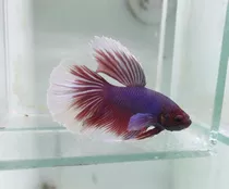 Pez Betta Dumbo (pareja)