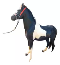 Cavalo Pampa De Preto Manga Larga Marchador