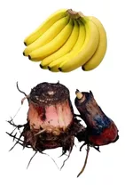 3 Mudas De Banana Nanica (rizomas)