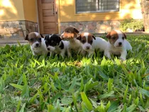 Cachorros Jack Russell 